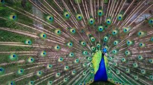 A photo of a green a blue peacock, an animal associated with Egos. Custom Development Solutions. 